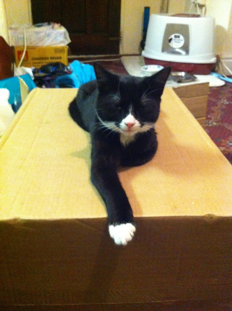 Otto the cat chills out on a box