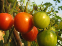 Tomatoes at the Lama Foundation